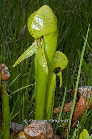 darlingtonia californica 7 graphic